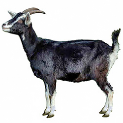Grisons Striped Goat